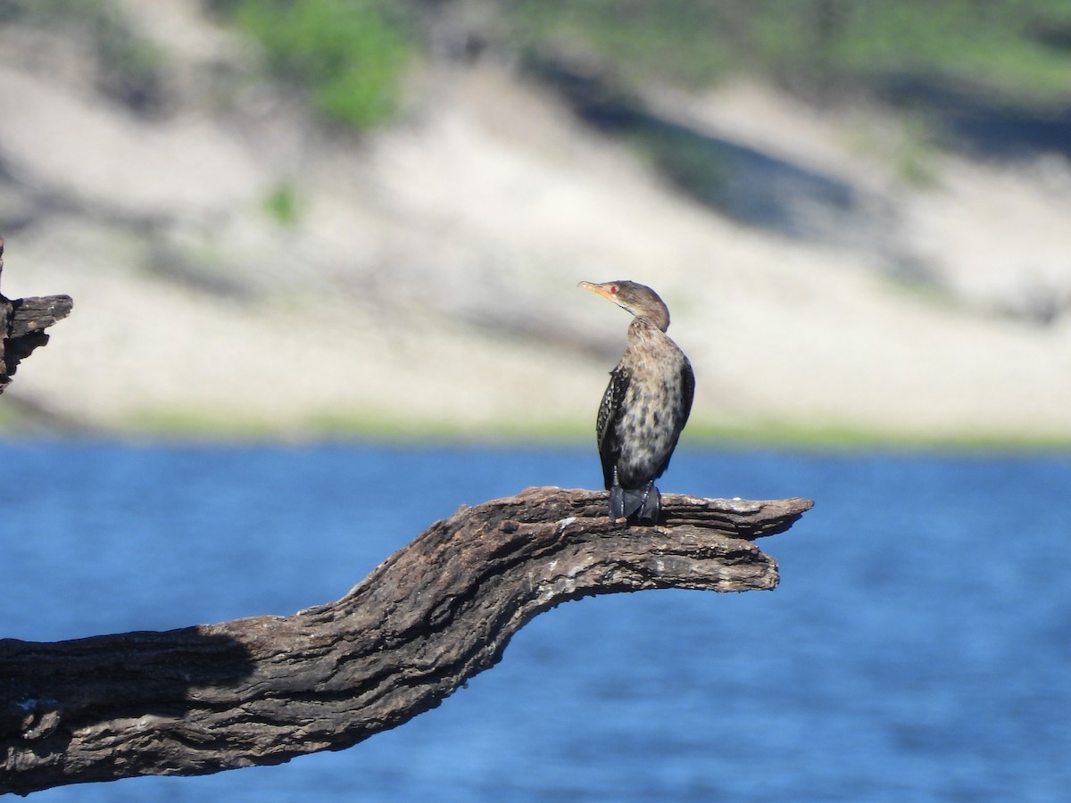 Riedscharbe - ML645992277