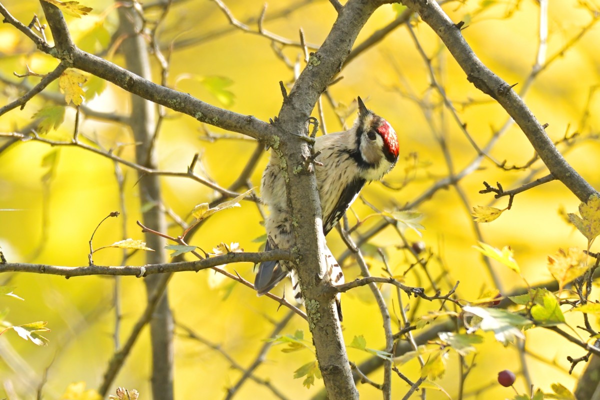 Lesser Spotted Woodpecker - ML645992287
