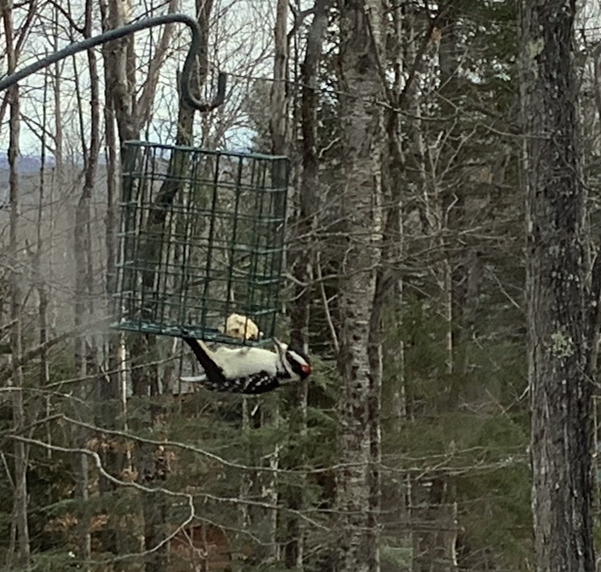 Hairy Woodpecker - ML645992290