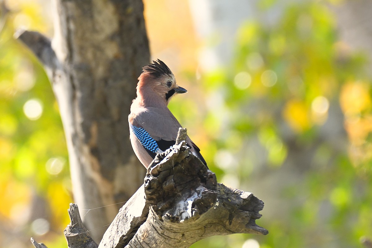 Eurasian Jay - ML645992296