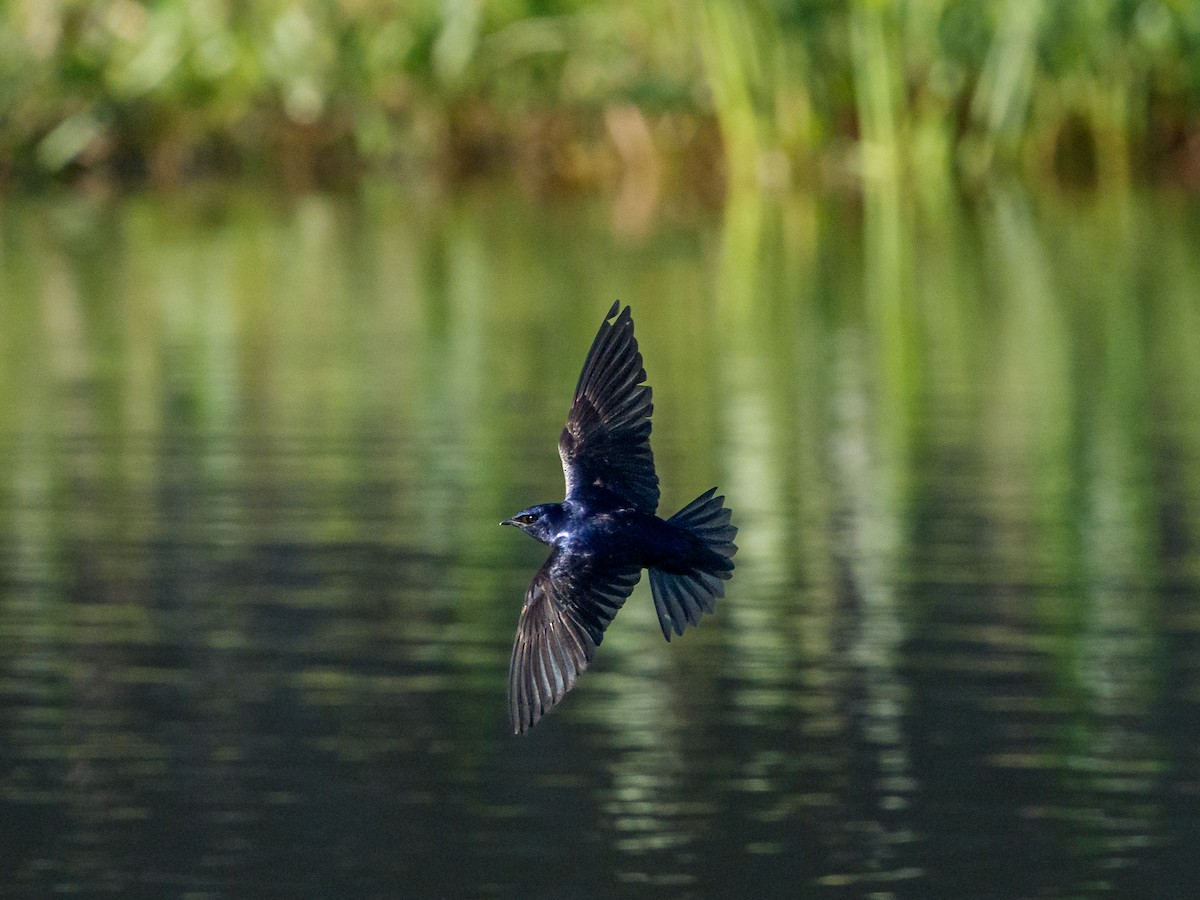 Purpurschwalbe - ML645992299