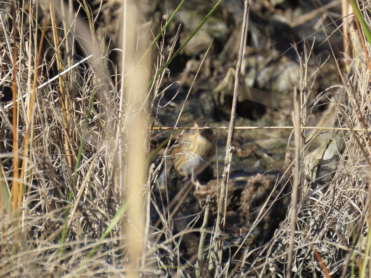 Nelson's Sparrow (Interior) - ML645992301