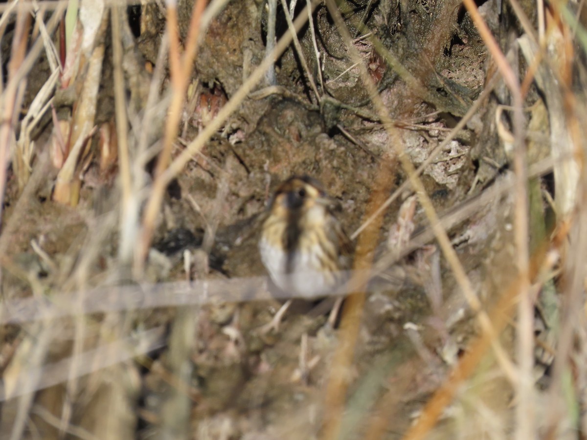 Nelson's Sparrow (Interior) - ML645992302