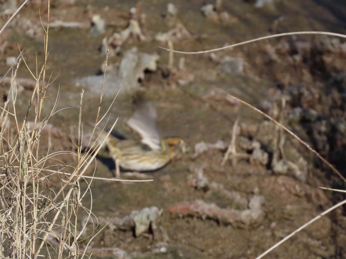 Nelson's Sparrow (Interior) - ML645992303