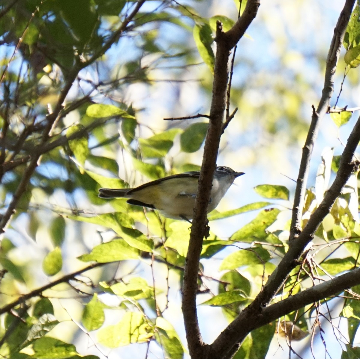 Blue-headed Vireo - ML645992304