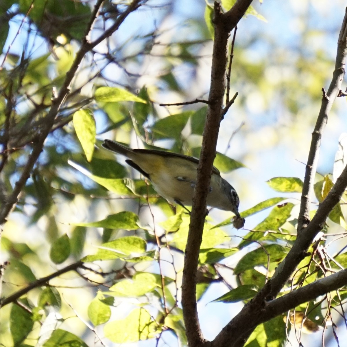 Blue-headed Vireo - ML645992305