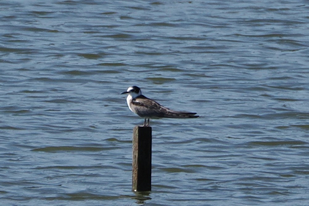 Black Tern - ML645992317