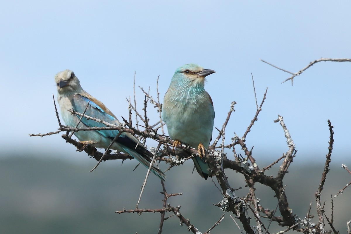 European Roller - ML645992341