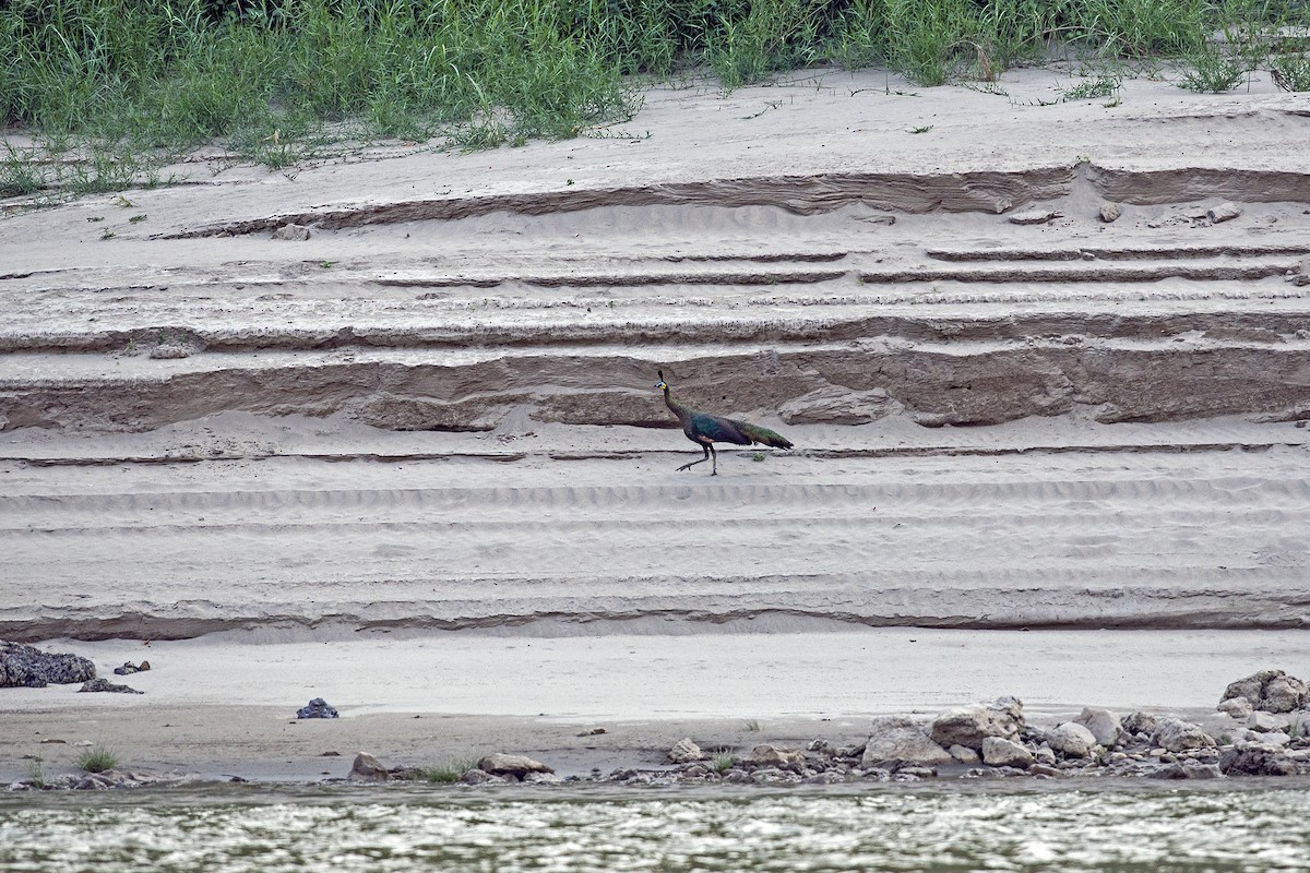 Зелёный павлин - ML645992347