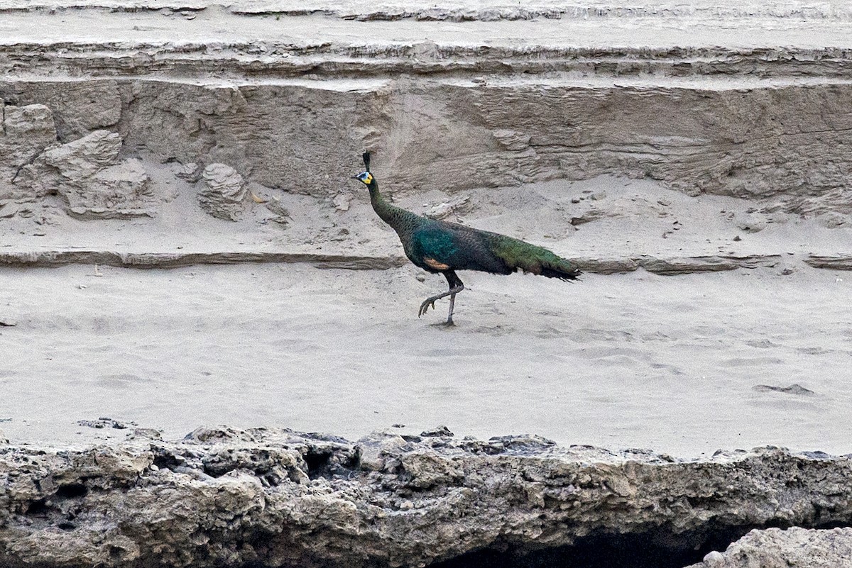 Зелёный павлин - ML645992358