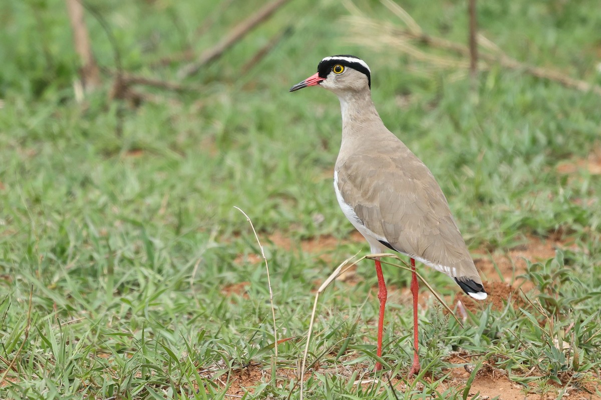 Crowned Lapwing - ML645992359