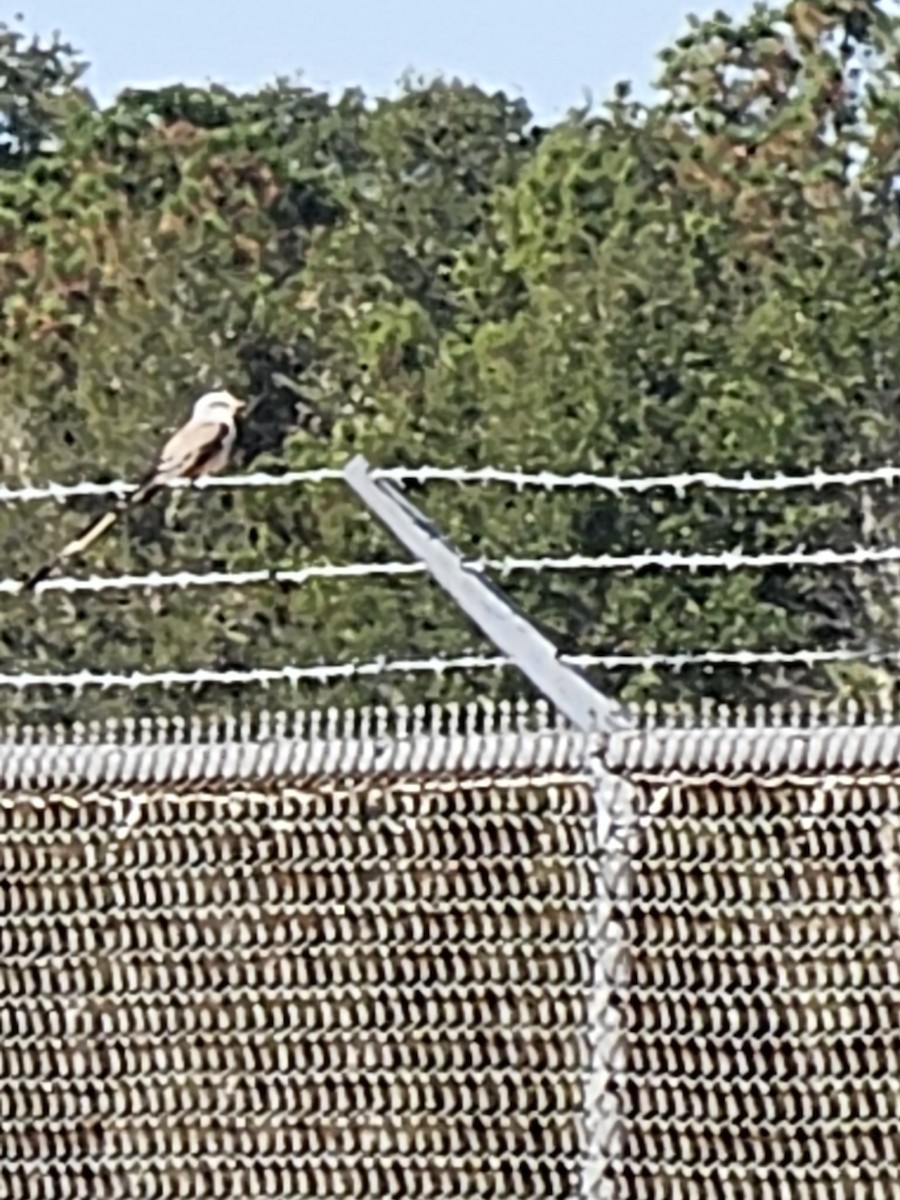 Scissor-tailed Flycatcher - ML645992360