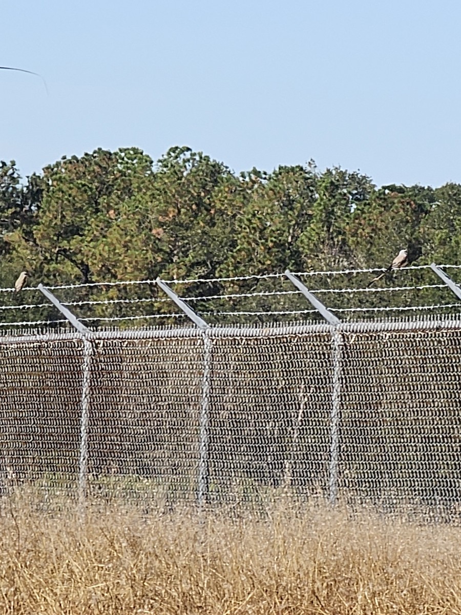 Scissor-tailed Flycatcher - ML645992361