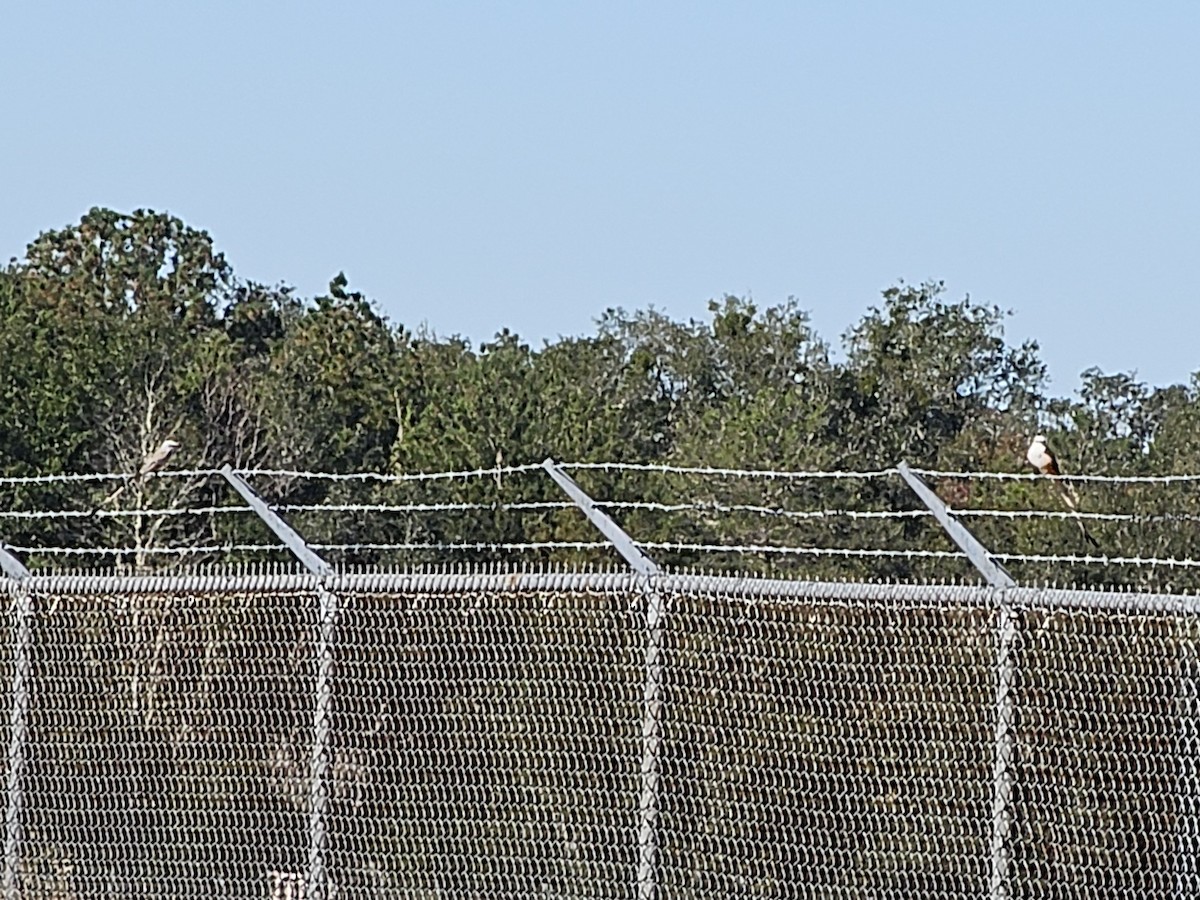 Scissor-tailed Flycatcher - ML645992362