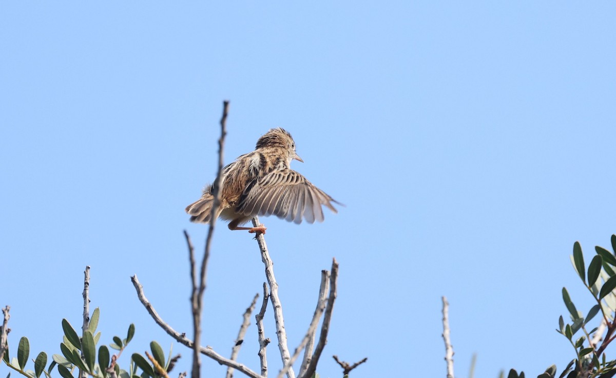 Zitting Cisticola - ML645992364