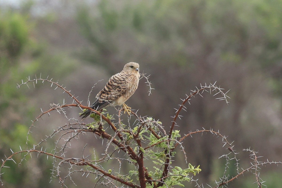 Cernícalo Ojiblanco - ML645992366