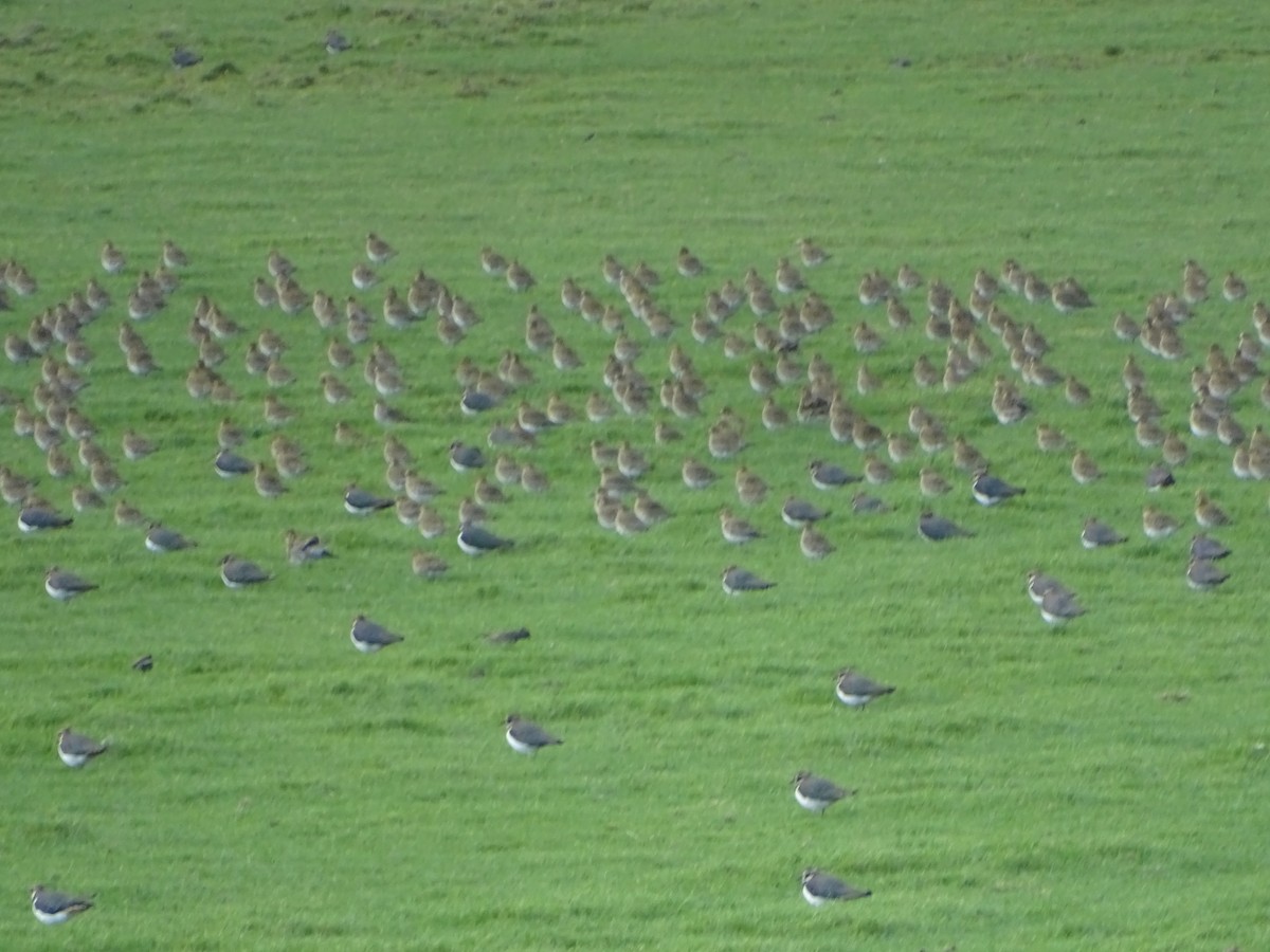 Сивка звичайна - ML645992369