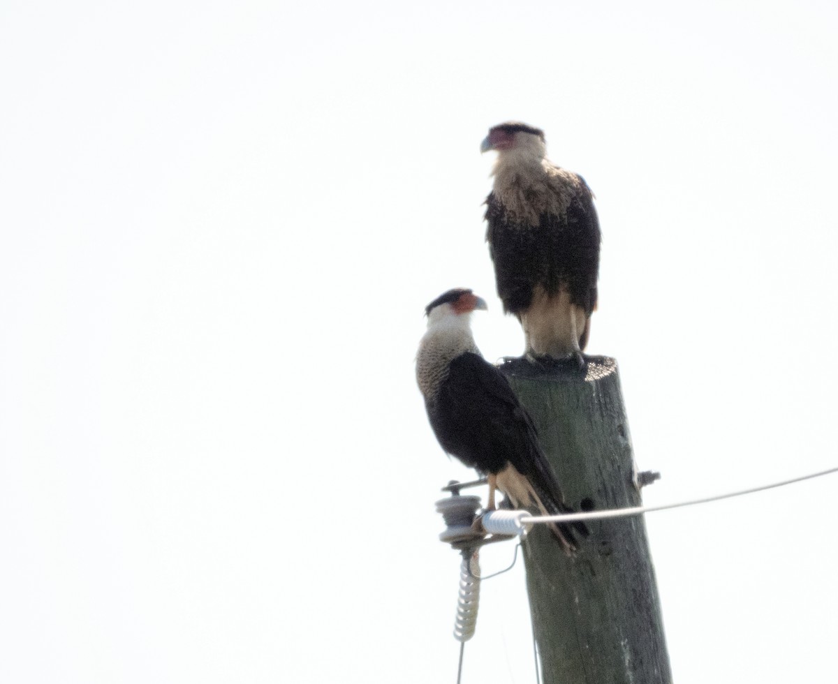 Crested Caracara - ML645992370