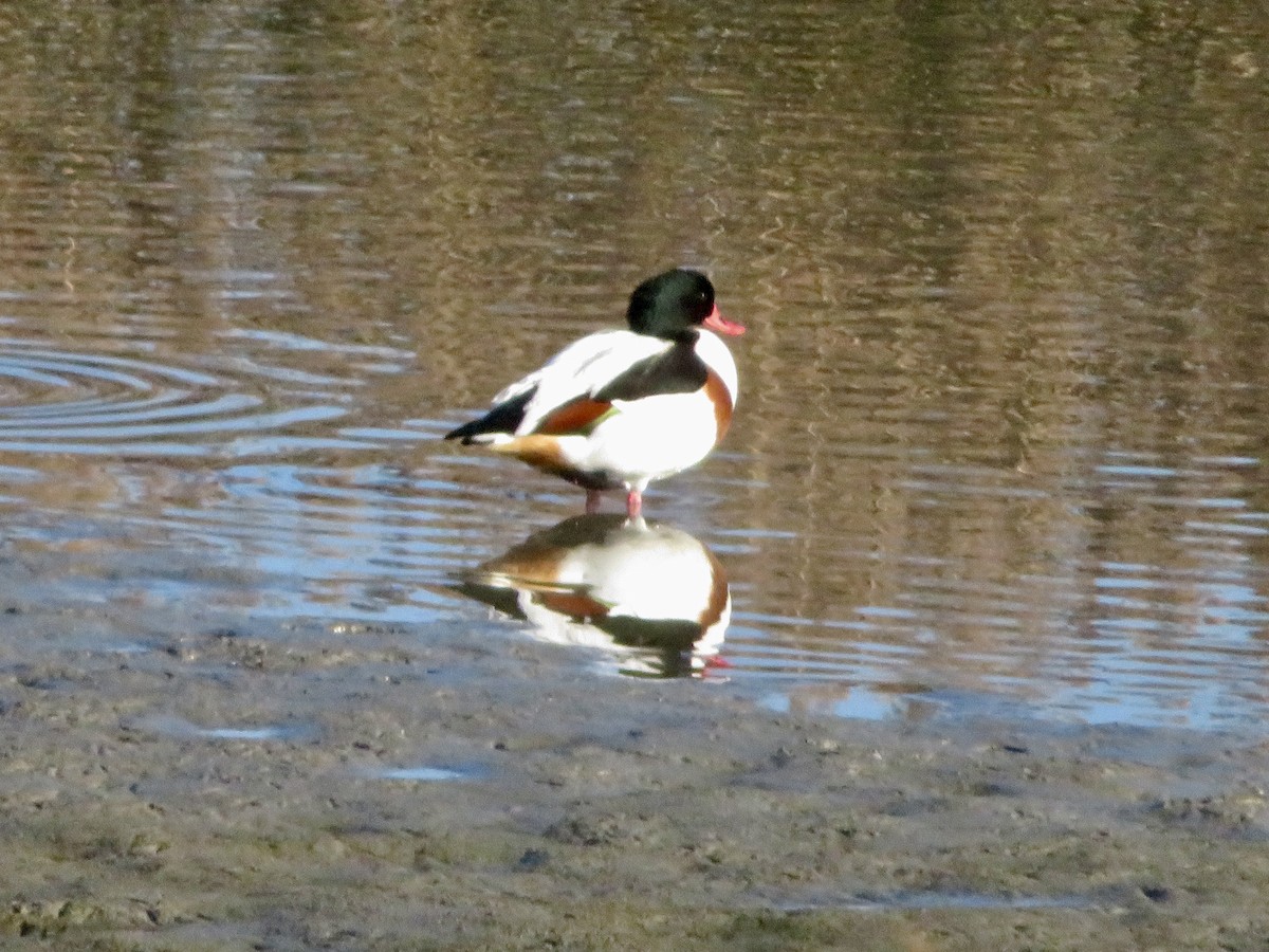 花鳧 - ML645992375