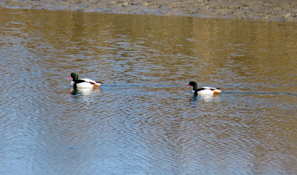 花鳧 - ML645992376