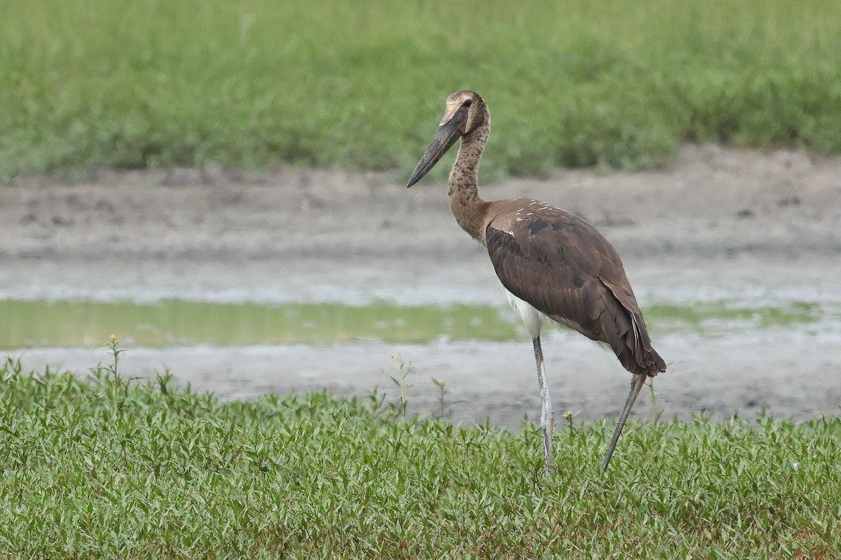 Saddle-billed Stork - ML645992378