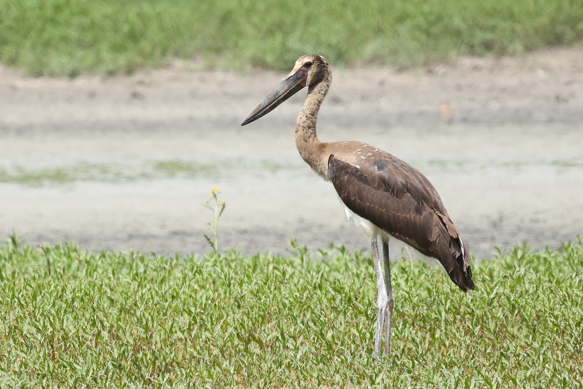 Saddle-billed Stork - ML645992379