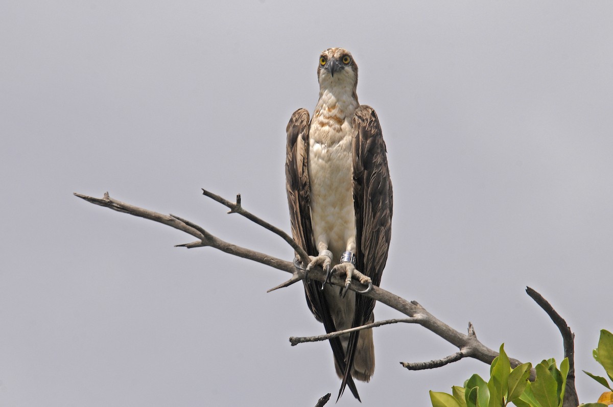Osprey - ML645992384