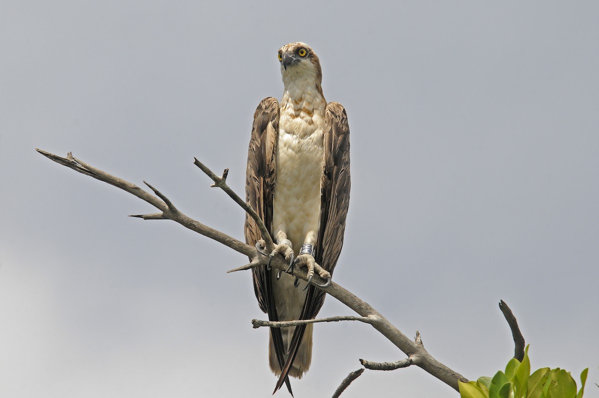 Osprey - ML645992385