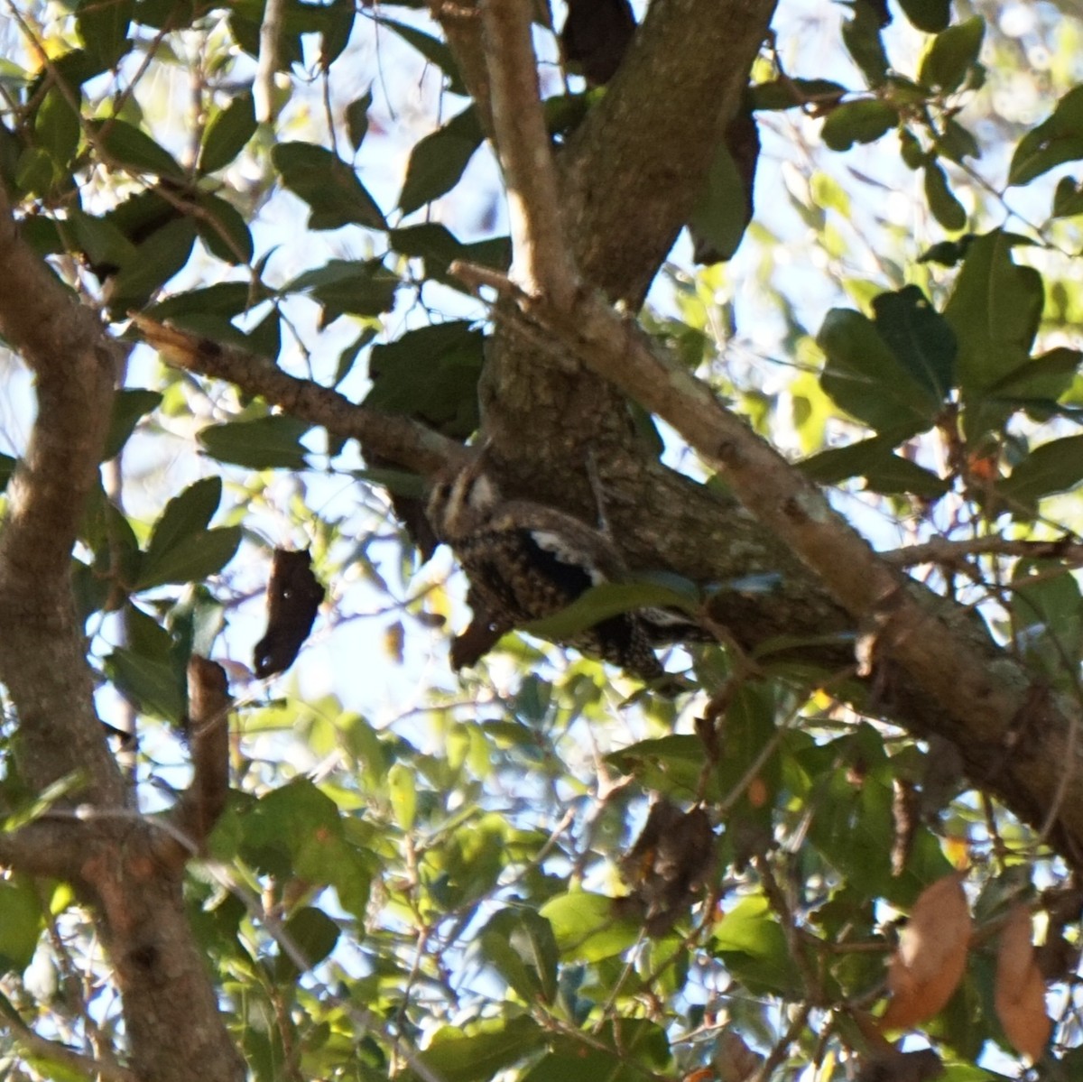 Yellow-bellied Sapsucker - ML645992387
