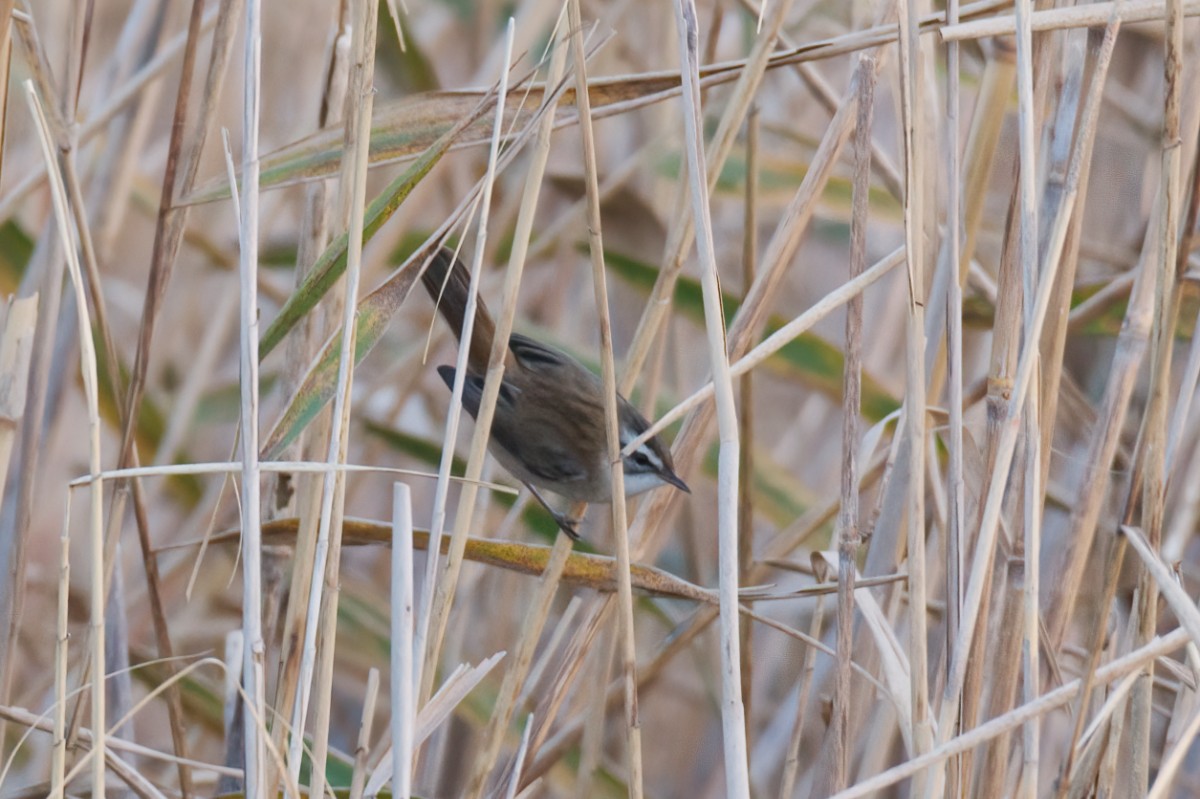 Moustached Warbler - ML645992389