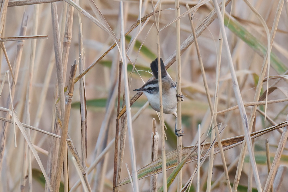 Moustached Warbler - ML645992390