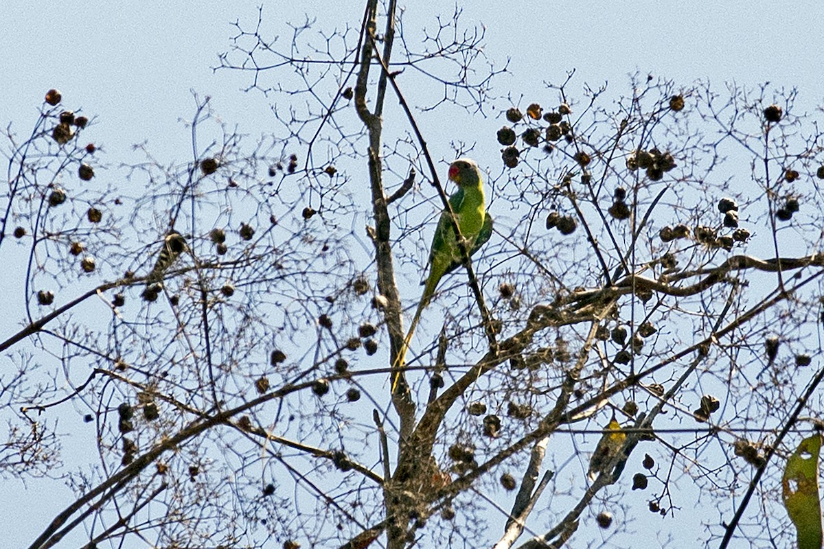 Finschsittich - ML645992391