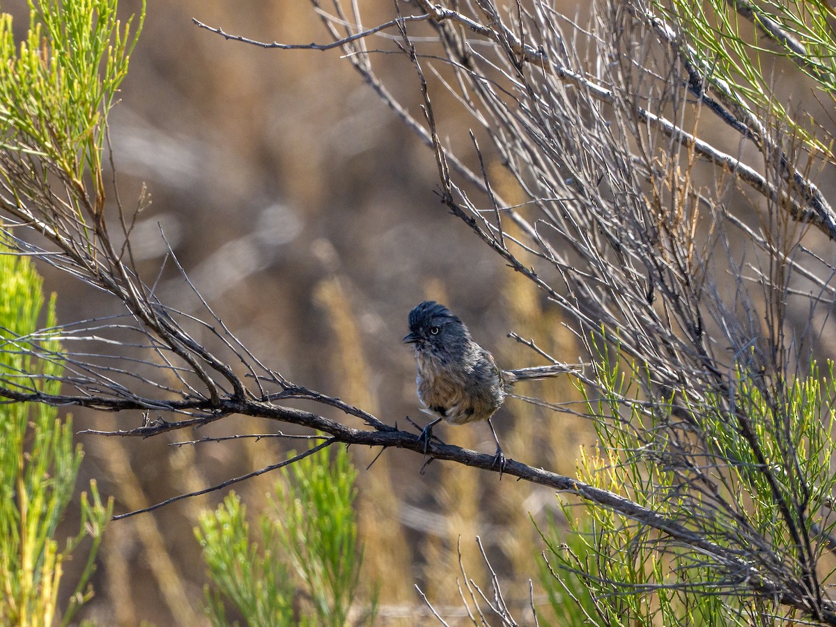 Wrentit - ML645992392