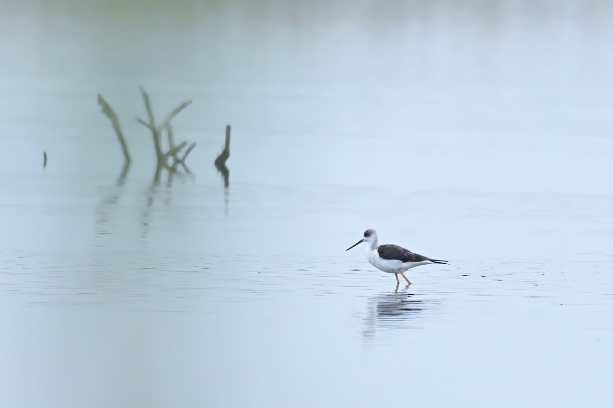 Black-winged Stilt - ML645992415