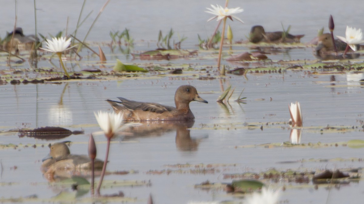 Eurasian Wigeon - ML645992416