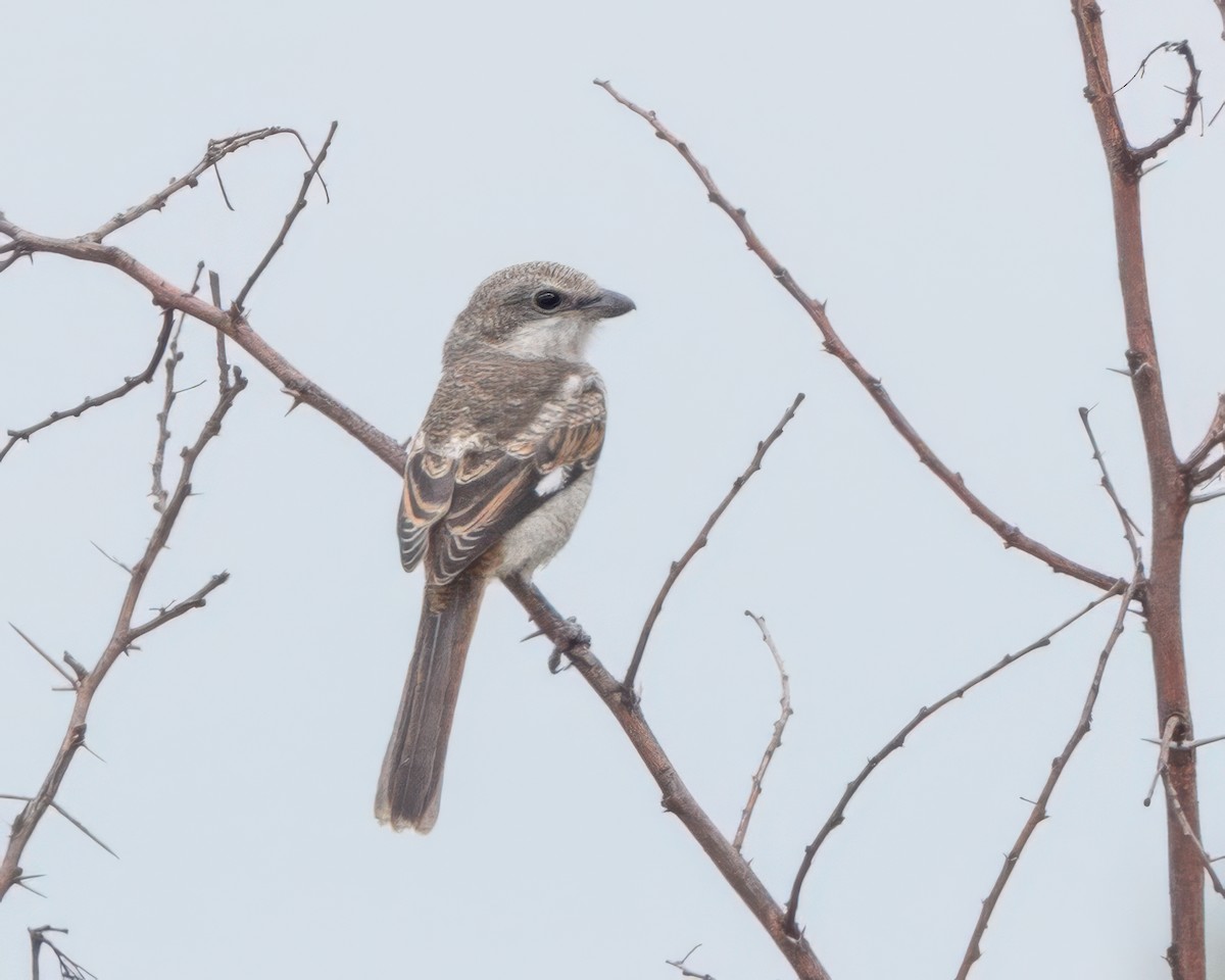 Southern Fiscal - ML645992417