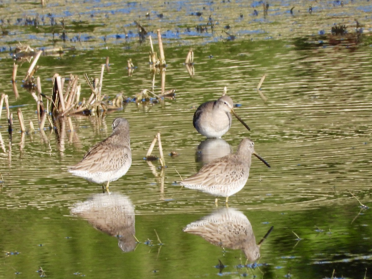 Long-billed Dowitcher - ML645992418