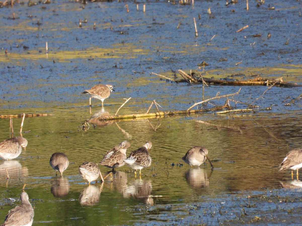 Long-billed Dowitcher - ML645992419