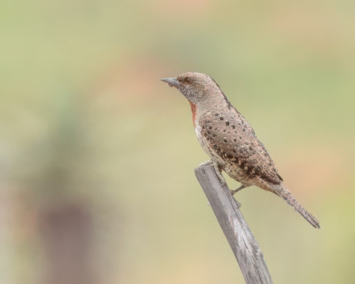 Red-throated Wryneck - ML645992420