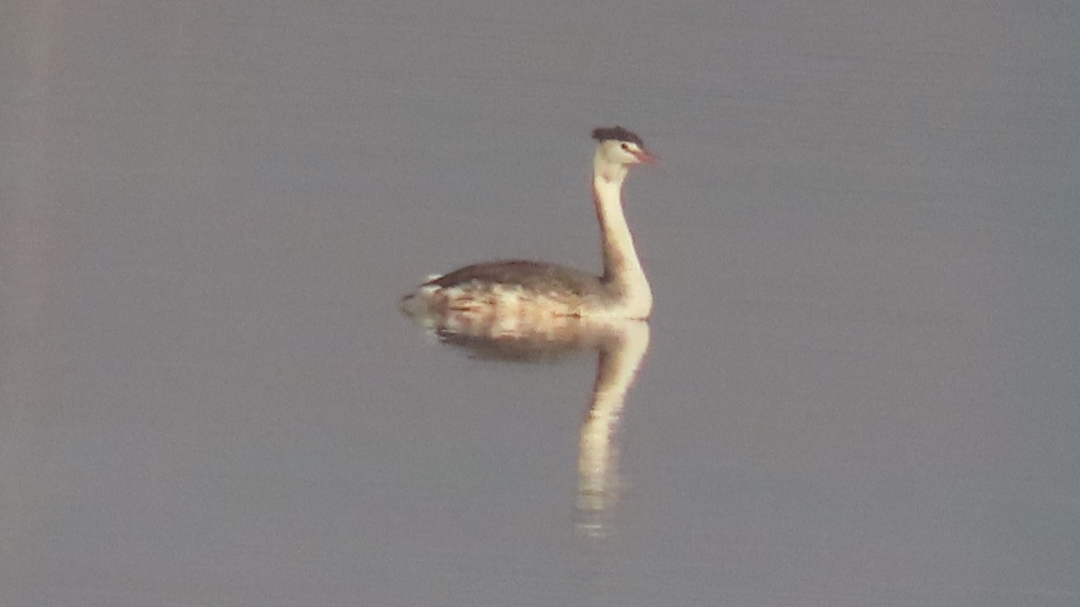 Great Crested Grebe - ML645992432