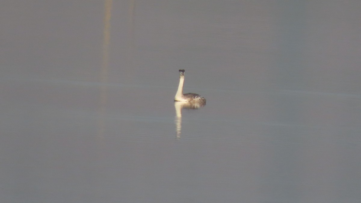 Great Crested Grebe - ML645992433