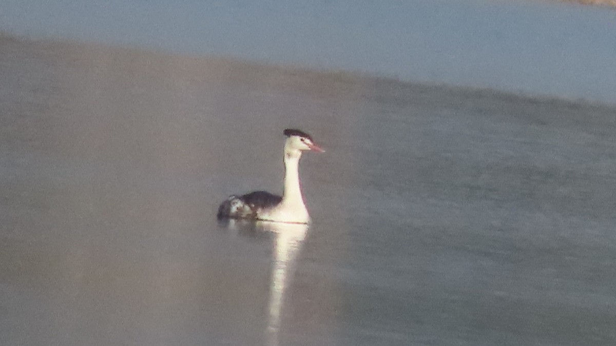 Great Crested Grebe - ML645992434