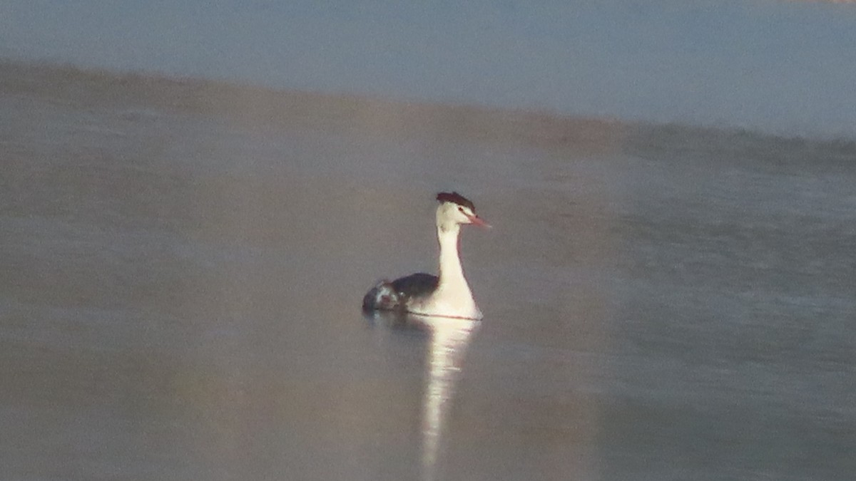Great Crested Grebe - ML645992436