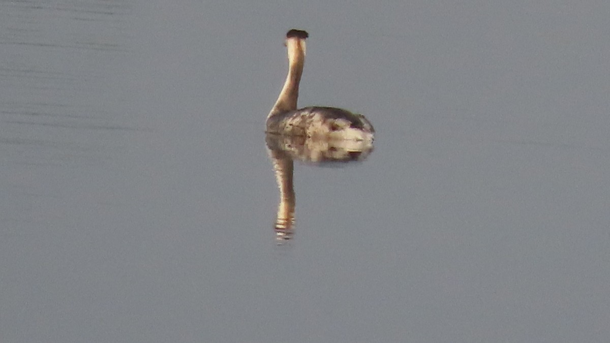 Great Crested Grebe - ML645992437