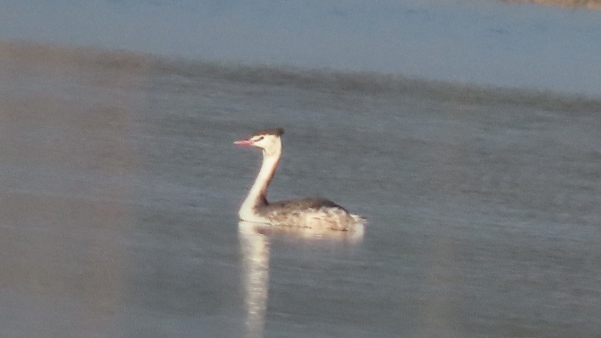 Great Crested Grebe - ML645992438