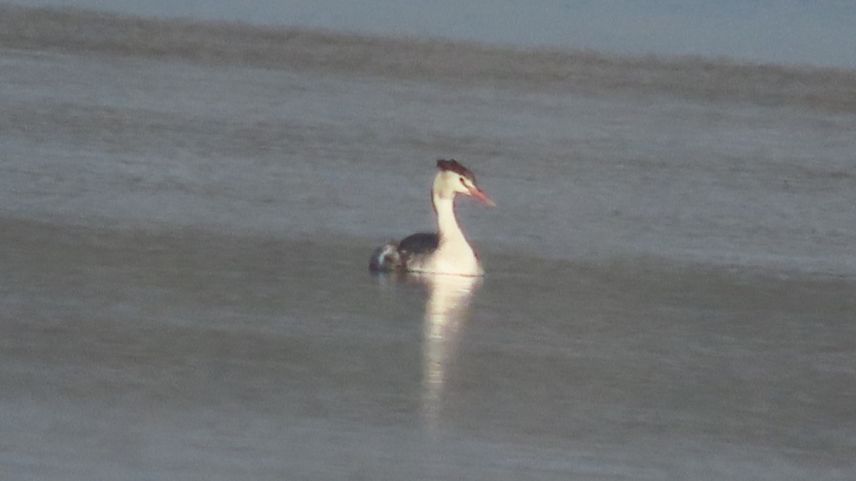Great Crested Grebe - ML645992439