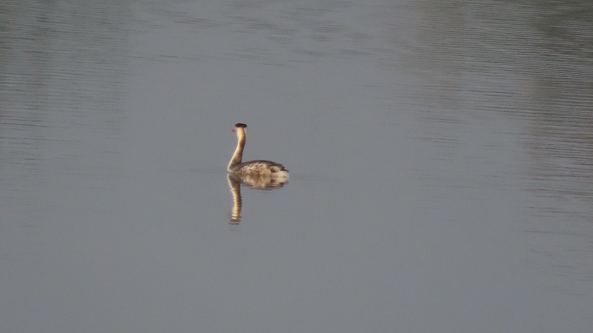 Great Crested Grebe - ML645992440