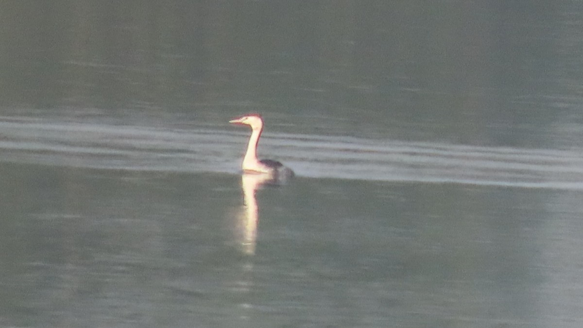 Great Crested Grebe - ML645992441