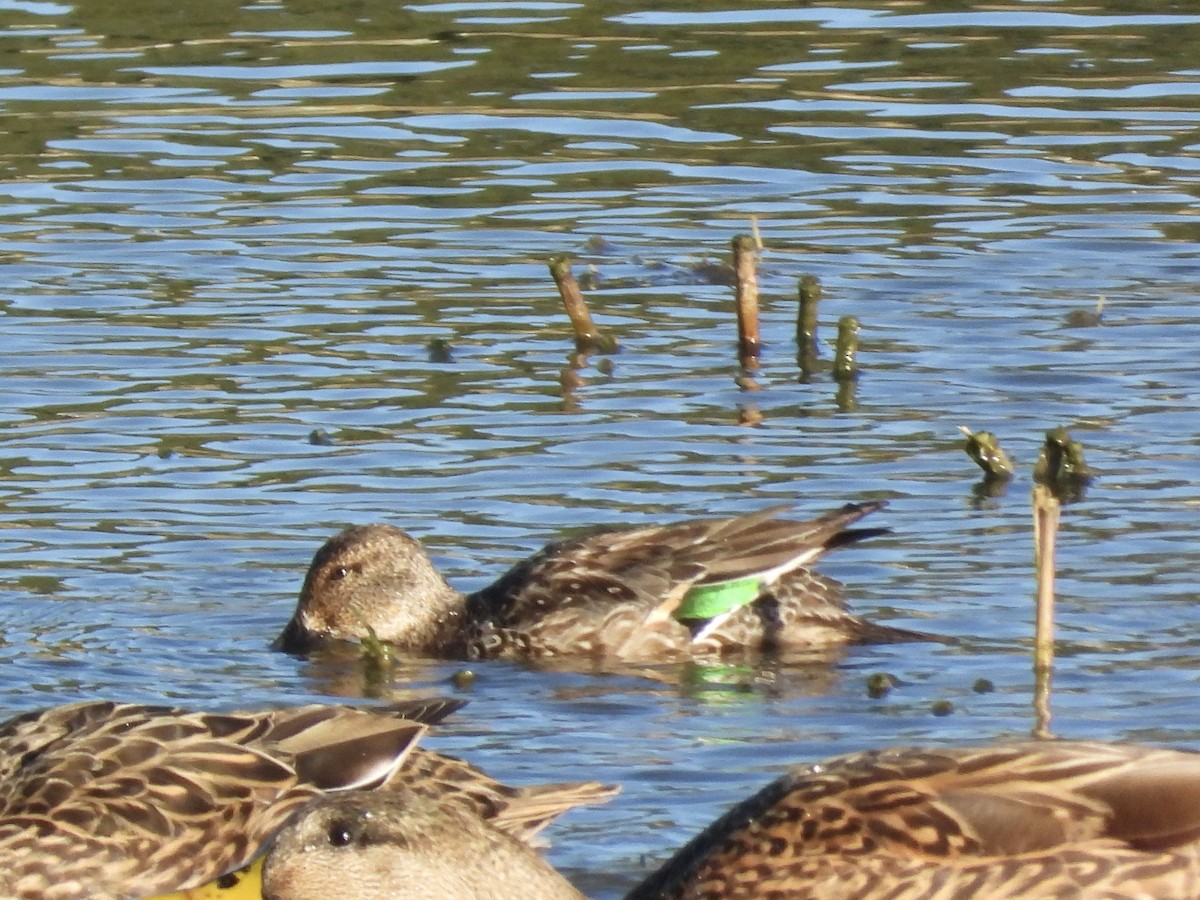 Green-winged Teal - ML645992445