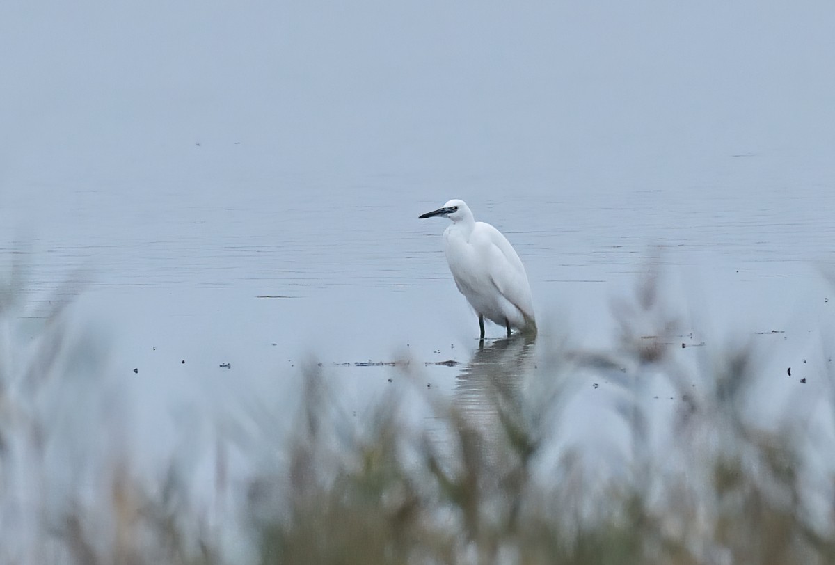 Little Egret - ML645992448